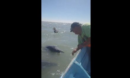 Delfines escoltan a pescadores en el Golfo de Santa Clara en Sonora
