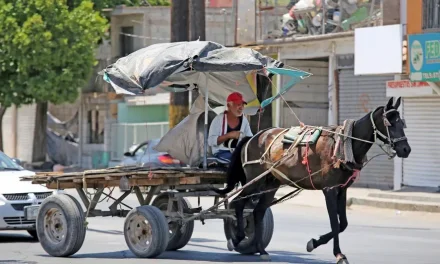 Avanza programa de sustitución de tracción animal por vehículos motorizados