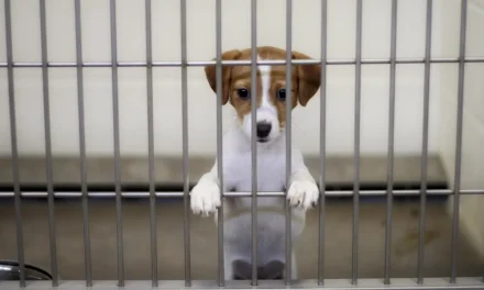 Coahuila blindará a las mascotas: Aprueban hasta 4 años de cárcel por robo de ‘seres sintientes’