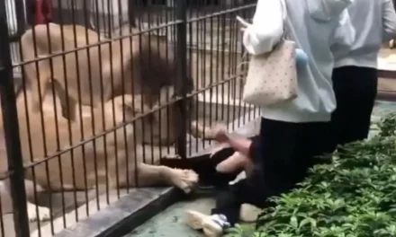 Leona atrapa a una pequeña de 10 años que intentaba alimentarla en un zoológico en China
