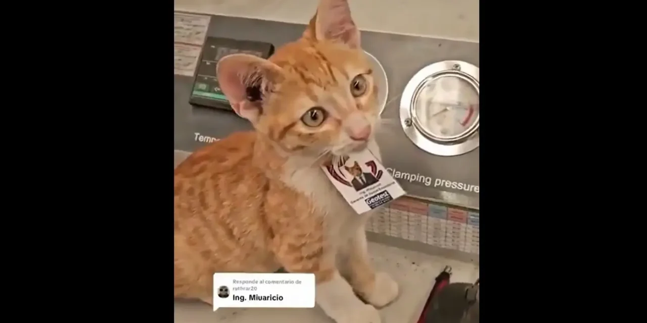 Él es el ‘Ingeniero Miauricio’; el gatito callejero que contrató una empresa en México como Director de Apoyo Emocional