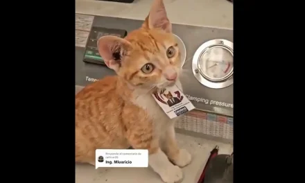 Él es el ‘Ingeniero Miauricio’; el gatito callejero que contrató una empresa en México como Director de Apoyo Emocional