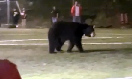 Oso acude a ‘jugar futbol’ a canchas en San Pedro e interrumpe entrenamiento infantil
