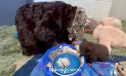 Cuidadores se disfrazan de osos para proteger a crías huérfanas en California