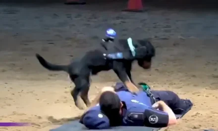 Conoce a Paco; el perro policía de Madrid que fue entrenado para resucitar personas
