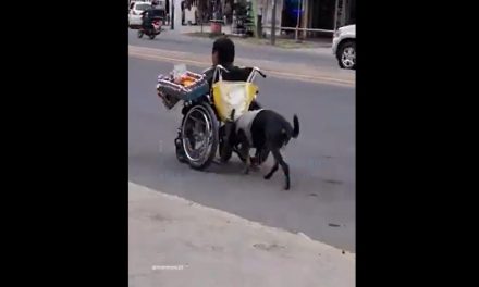Perrito ‘se gana el cielo’ al empujar a vendedor en silla de ruedas para ayudarlo a andar