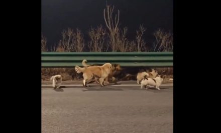 Siete perros robados escapan de un rastro y recorren 17 km para volver a su aldea en China (video)