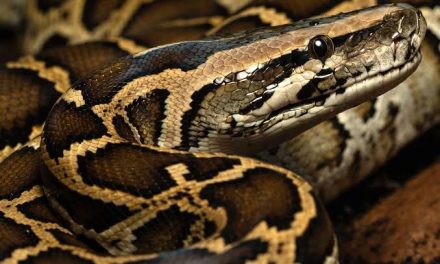 Hallazgo histórico en los Everglades: Descubren ‘meganido’ de pitones con 120 huevos