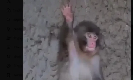 Punch aprendió a saludar a los visitantes del zoológico y enternece a todo el internet