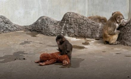 ¡Ya no es inocente! Captan a Punch ‘bombeando’ a su peluche
