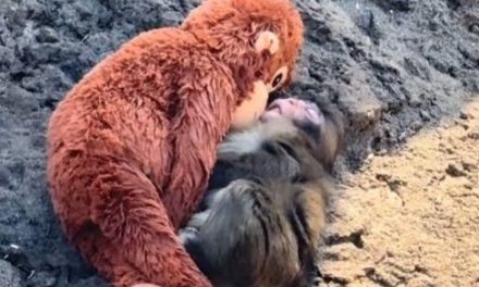 Punch conmueve las redes al ser captado dormido junto a su peluche