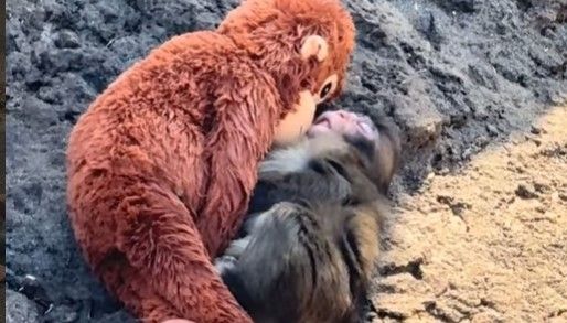 Punch conmueve las redes al ser captado dormido junto a su peluche