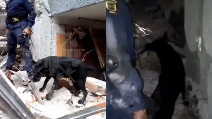 Así fue como ‘Togo’ encontró  el cuerpo de un trabajador tras derrumbe en edificio de la CDMX