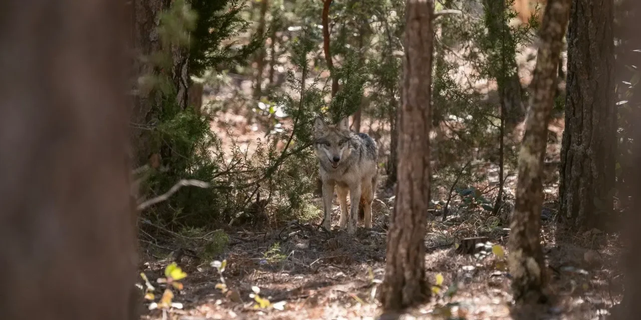 Reintroducen familia de lobo mexicano en Durango tras más de medio siglo de ausencia