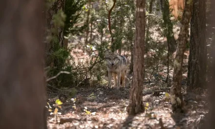 Reintroducen familia de lobo mexicano en Durango tras más de medio siglo de ausencia