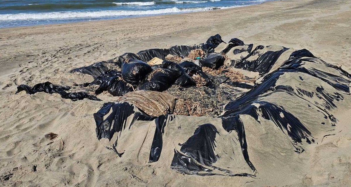 Chapopote contamina playas de Isla del Padre, Veracruz y Tamaulipas