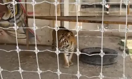 Clausuran zoológico en Arteaga por maltrato animal
