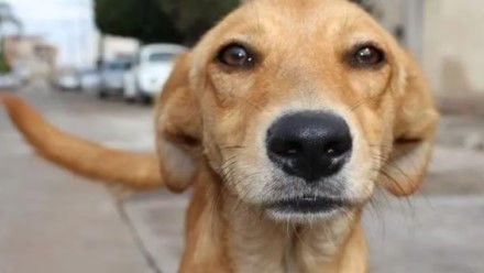 ¡Caramelo, hermano, ya eres mexicano!  El ‘perro amarillo’ es reconocido oficialmente como raza mexicana