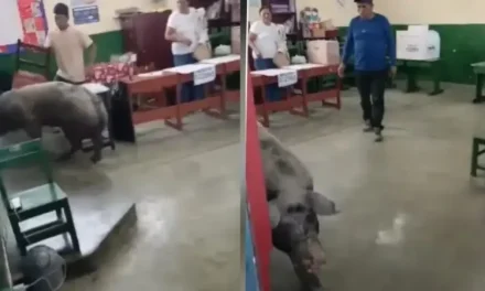 ¿Por quién votó? Cerdo inresa a centro de votación durante las elecciones en Perú