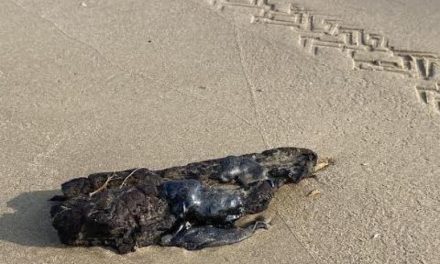 Llegan manchas de chapopote a la Isla del Padre y Playa Bagdad en Matamoros