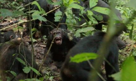 Así fue la sangrienta ‘guerra civil’ entre chimpancés  de Uganda tras décadas de armonía
