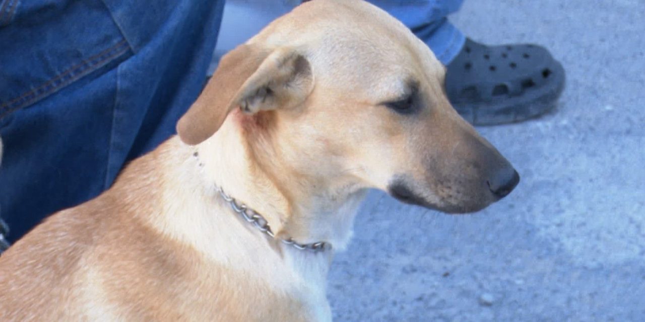 Continúa la esterilización gratuita en Ramos Arizpe