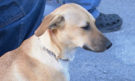 Continúa la esterilización gratuita en Ramos Arizpe