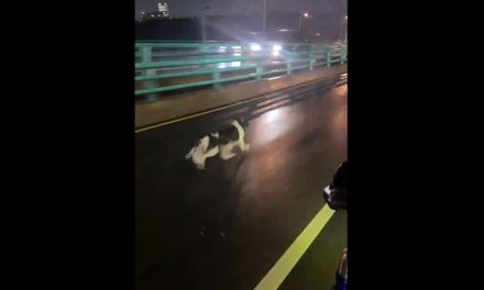 Lomito aventurero aparece corriendo por el segundo piso del Periférico (video)