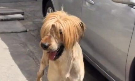 Video: Aparece el perro ‘fan de My Chemical Romance’ y luce un corte ‘emo’