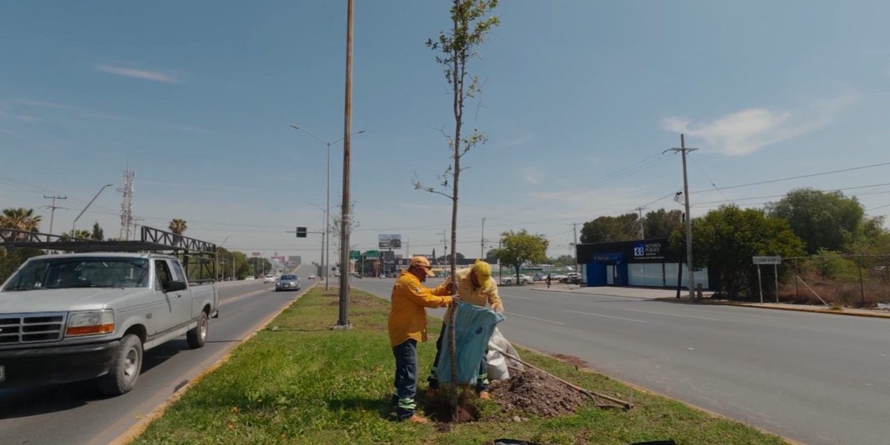 Extiende Javier Díaz programa de reforestación por todo Saltillo