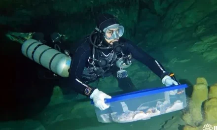 Recuperan restos humanos de 8 mil años en Yucatán que revelarían cómo era la vida