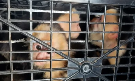 Aseguran 10 monos capuchinos transportados ilegalmente en Tabasco