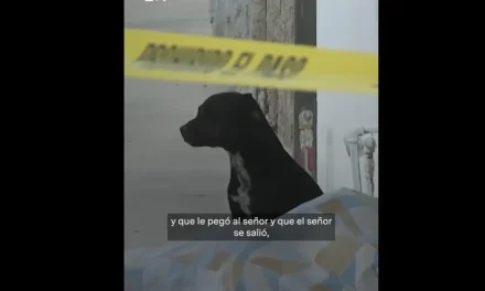 Conmueve lealtad de ‘Negra’ tras fallecimiento de su dueño en Zapopan, ‘se quedó con él’