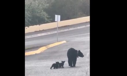 Captan a mamá osa protegiendo a sus tres crías en Nuevo León