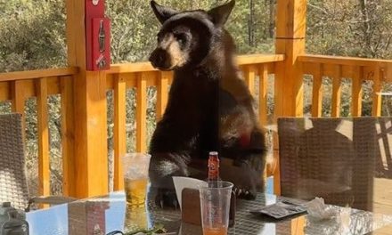 Familia de regios vive encuentro cercano con un oso en cabañas de Arteaga (video)
