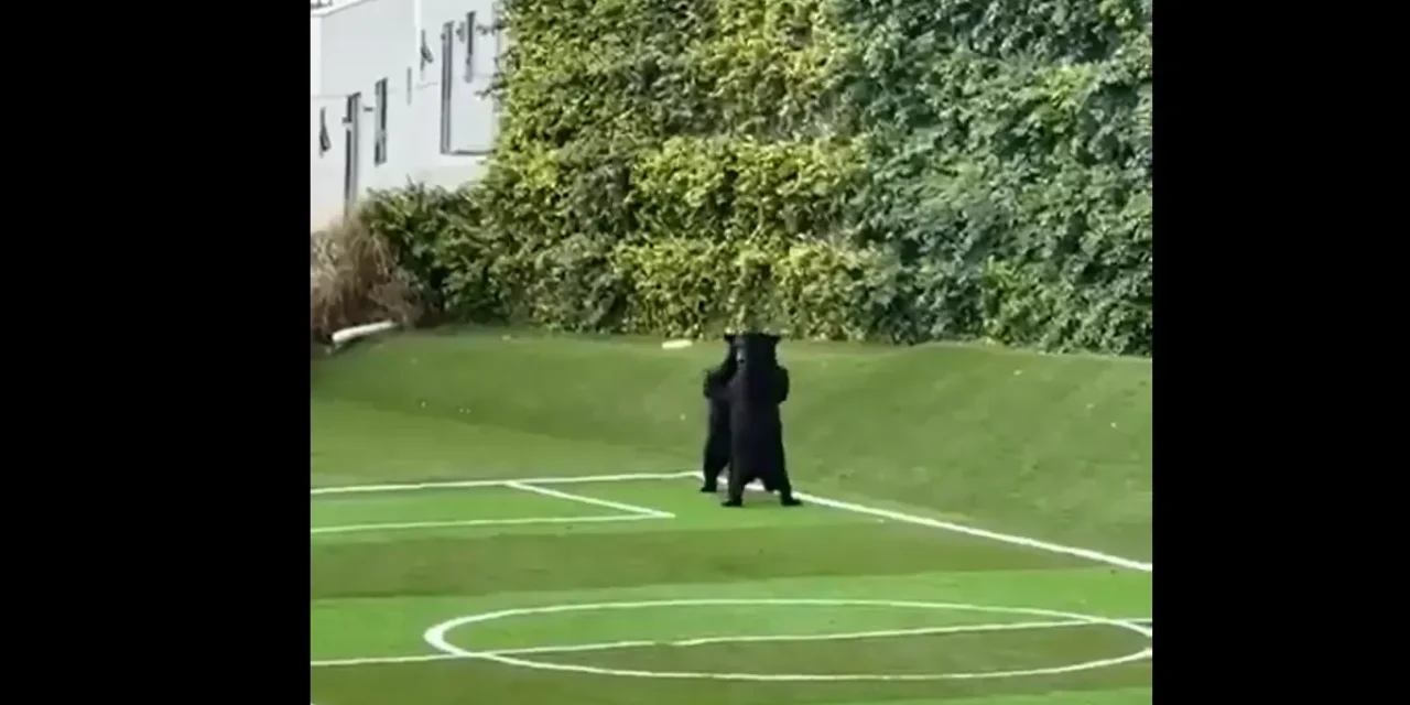 Osos sorprenden en cancha deportiva de Nuevo León
