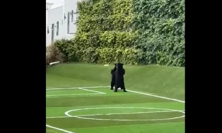 Osos sorprenden en cancha deportiva de Nuevo León