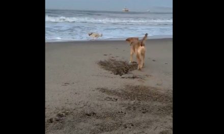 El conmovedor gesto de cooperación de un perro hacia su hermano menor que derritió el internet (video)