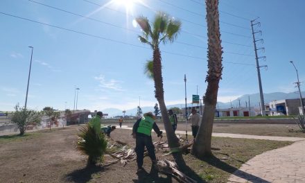 Refuerza Ayuntamiento acciones de reforestación al sur de Saltillo