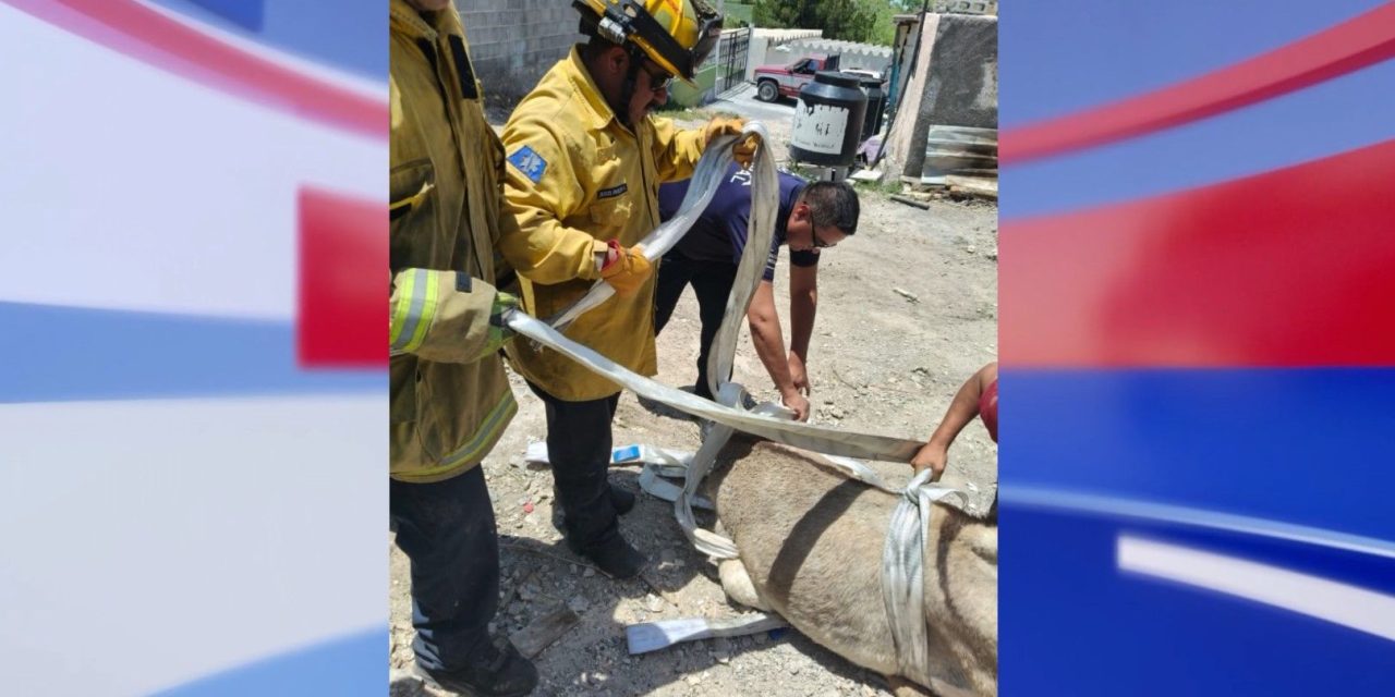 Rescata Protección Civil a un burrito en ejido de Saltillo