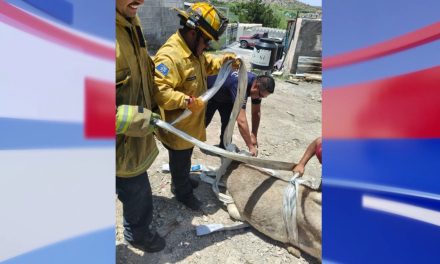 Rescata Protección Civil a un burrito en ejido de Saltillo