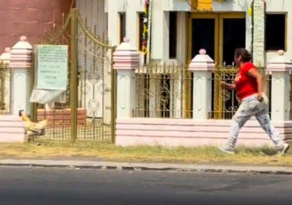 ¡Antes muerta que en un caldo! Pollo se escapa de una mujer en plena calle (video)