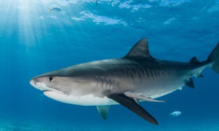 Encuentran tiburones ‘alterados’ en las Bahamas… presentan algún tipo de droga en su sangre