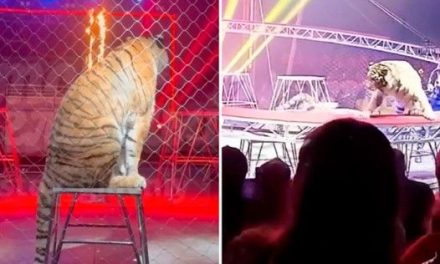 Tigre salta hacia el público durante función de circo en Rusia (video)