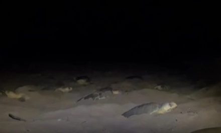 Video: Sorprende arribo masivo de tortugas en playa de Tamaulipas