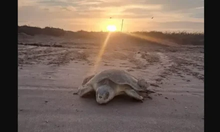Arranca en Tamaulipas la temporada de anidación 2026 de la Tortuga Lora
