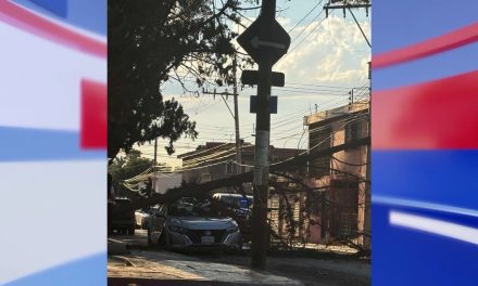 Árbol se desploma sobre automóvil  en Saltillo