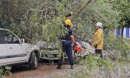Árbol cae sobre automóvil al sur de Saltillo