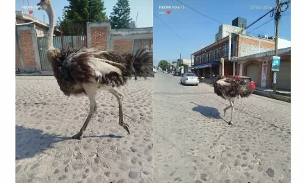 De nueva cuenta México derrota a la IA luego de que avestruz corriera por las calles de Tepotzotlán