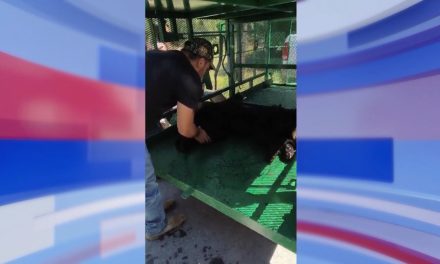 Medio Ambiente mantiene bajo resguardo el oso capturado en Saltillo